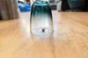 Behandling af fobi Vejle